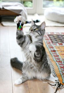 Cat Playing With Toy