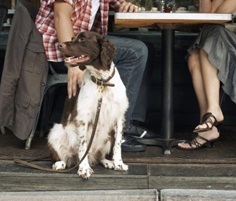Dog with owners at cafe