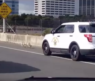 Three California Highway Patrol vehicles followed a flock of goslings in a low-speed chase on a freeway.