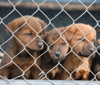 Puppies sit behind a fence