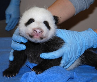 Mei Xiang's 2-month-old female cub is thriving at the National Zoo.