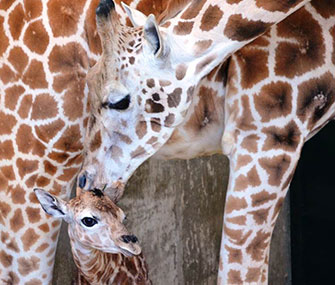 Baby Sandy Hope gets a kiss from her mom, Petal.