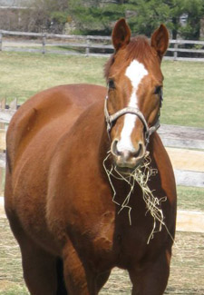 Apollo the therapy horse