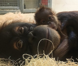 Sumatran orangutan Jahe is content to be reunited with her baby boy.