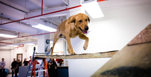 Working Dog Center dog on ladder