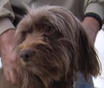 Baby was rescued from Tampa Bay by two fishermen, and the search is on for her owner.