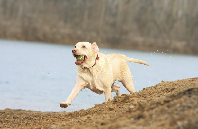 Lab With Tennis Ball