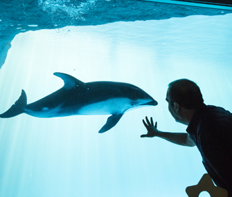 a trainer working with a dolphin