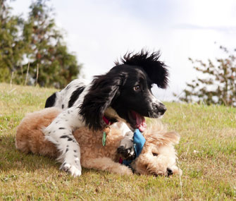 Dogs playing
