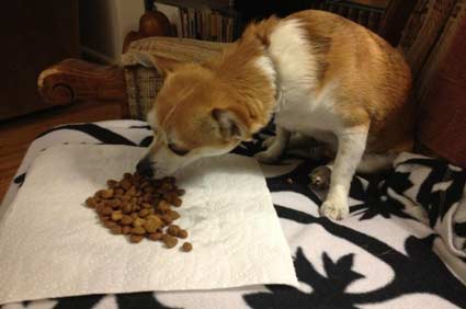 dog eating