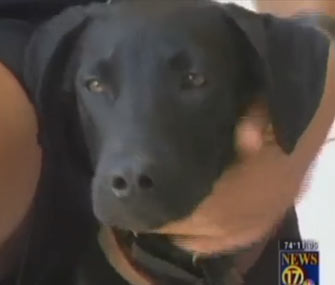Prince, a Labrador Retriever puppy who wouldn't leave his dead mother's side, has found a forever home.