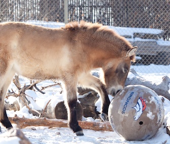 A horse at the Denver Zoo plays with a Broncos ball.