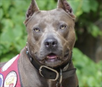 Therapy dog Elle, a Pit Bull, is named the American Hero Dog of 2013.