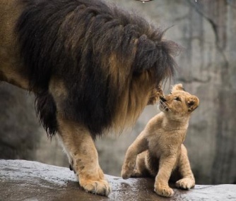 Zawadi Mungu entertained his three female cubs outside at the Oregon Zoo for the first time last week.