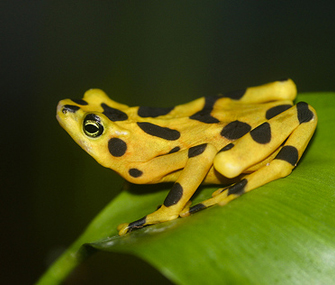 golden frog on leaf