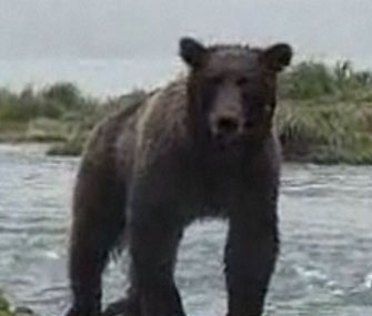 Grizzly bear encounter
