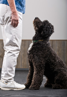 Adult Dog Training