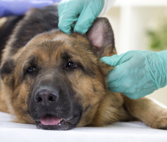 yeast in dogs ears treatment