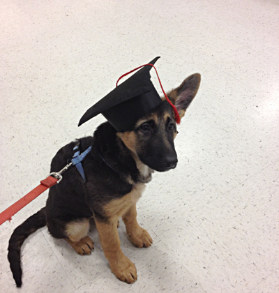Puppy poses for graduation photo