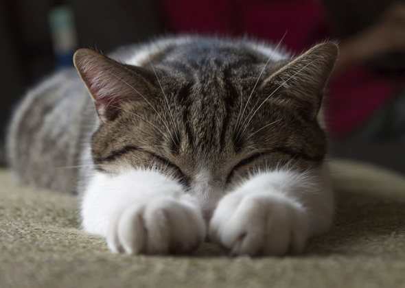 least trendy male and female cat names of the year cat paws thinkstock 464891667 590sm12914 jpg
