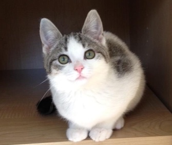 Bunny was just 7 weeks old when she was found inside a clothing donation bin in Virginia.