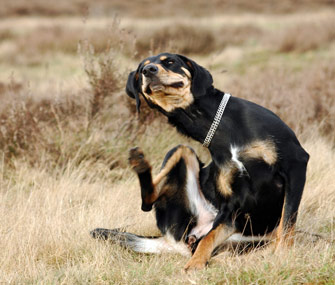 Dog itching in a field