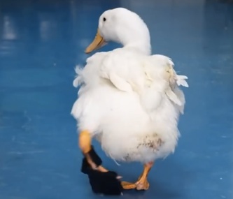 Quack Quack the duck is walking on his own with a customized 3D-printed brace and shoe.