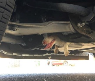 Luckily, the Chihuahua mix wasn't injured when she darted under a police Tahoe and hid in the engine block.