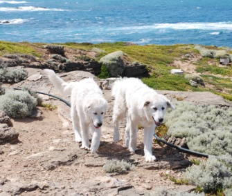 Two Maremma sheepdogs have helped keep foxes from endangered penguins on an Australian island.