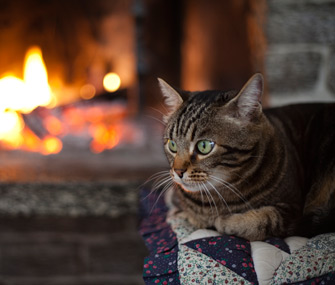 cat lying by a fireplace