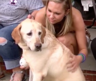 Abby, who saved dozens of lives as a bomb-sniffing dog in Afghanistan, will now live with the family of her late partner.