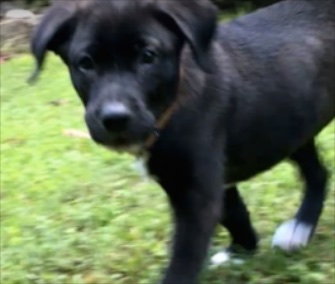 A black Lab puppy who was cruelly left in a trash bag was saved by a Good Samaritan.