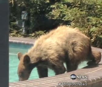 A bear goes for a swim in an LA pool.