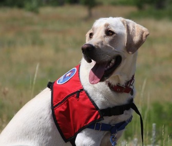 Cashew is one of the two therapy dogs being gifted to Newtown, Conn., by Camp Bow Wow.