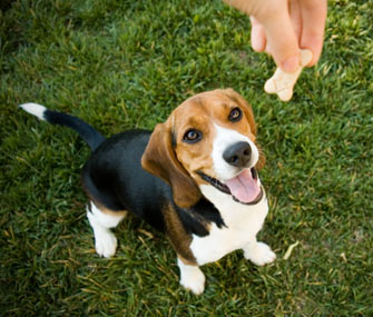 Dog begging for treat