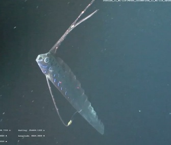 A remotely operated vehicle caught the oarfish on video.