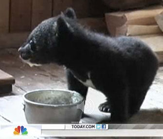 Two orphaned cubs are being cared for by a forester in Russia.