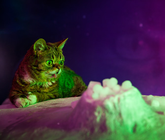 Lil Bub