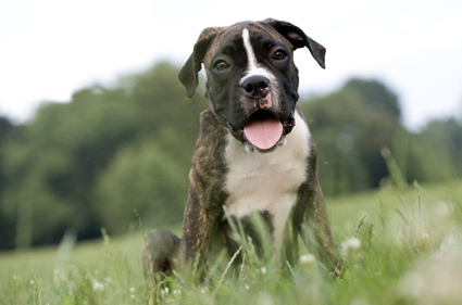 Dog in grass