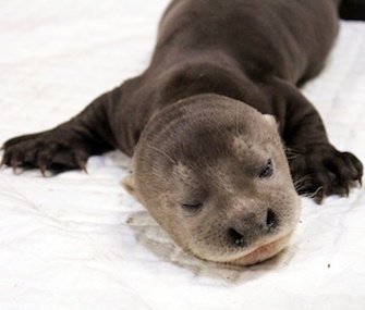 An endangered giant river otter pup was born in Asia in August.