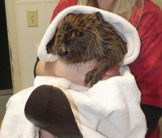 Two beavers were rescued from their damn in Salt Lake City after it was soaked with diesel fuel.