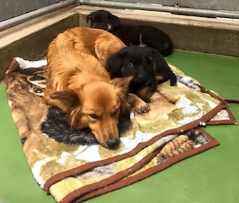 Maggie cuddles with foster puppies Hannah and Kari.