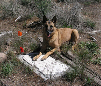 Human Remains Detection dog