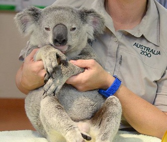 Timberwolf the koala is recovering at the Australia Zoo after a wild freeway ride.