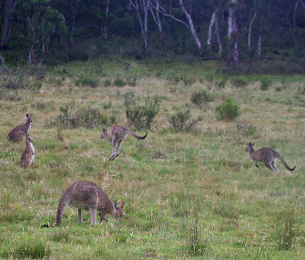 Kangaroo Street View