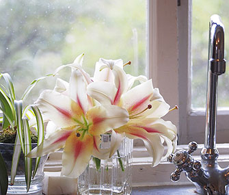 Lilies