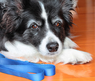 Dog with leash