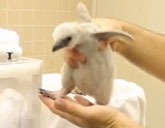 Central Park Zoo baby penguin