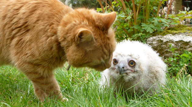 Huwi the owlet gets a visit from Arnie the cat at Linton Zoo.