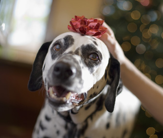 Dog wearing holiday bow